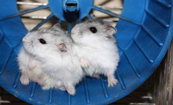 Hai con chuột hamster nhỏ màu trắng và xám đang ngồi trong một bánh xe tập thể dục màu xanh, tông màu xanh và trắng chủ đạo, cảm giác nhẹ nhàng dễ chịu