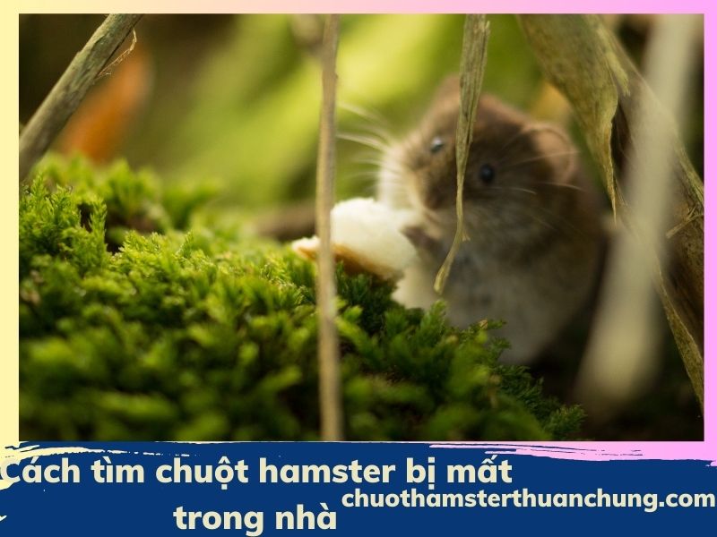Cách tìm chuột hamster bị mất trong nhà