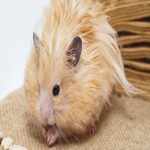 5 dấu hiệu chuột hamster sắp chết