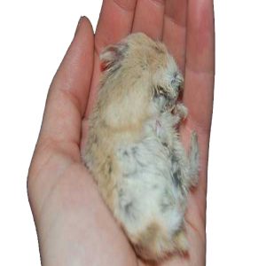 Chuột Hamster Bị Rụng Lông