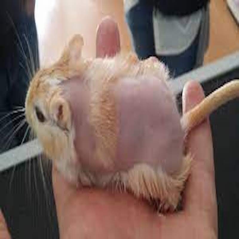 Chuột Hamster Bị Rụng Lông
