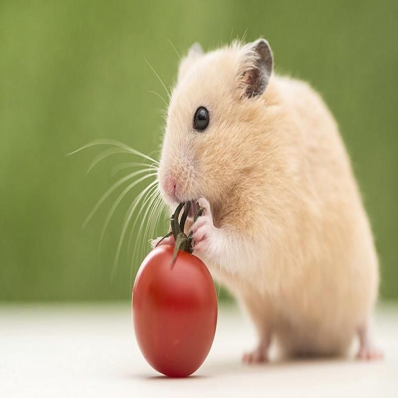 Chuột Hamster ăn gì?