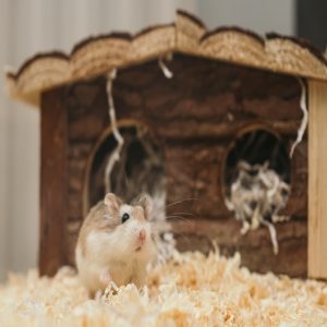 Kinh nghiệm cách nuôi chuột Hamster cho người mới
