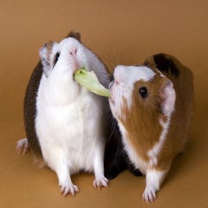 Kinh nghiệm cách nuôi chuột Hamster cho người mới