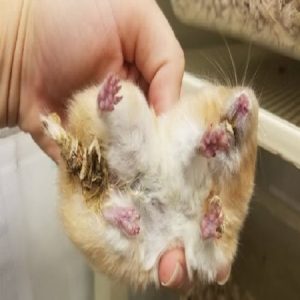 Nguyên nhân khiến hamster bị tiêu chảy