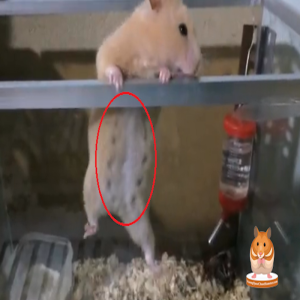 cách nhận biết hamster có thai