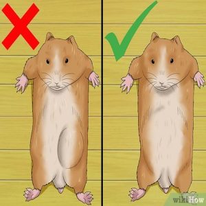 cách nhận biết hamster có thai