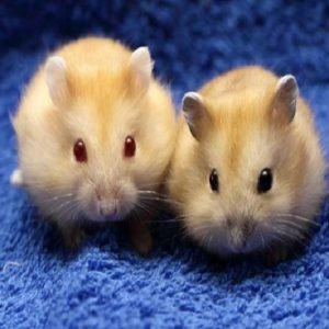 cách phân biệt hamster đực và cái 3