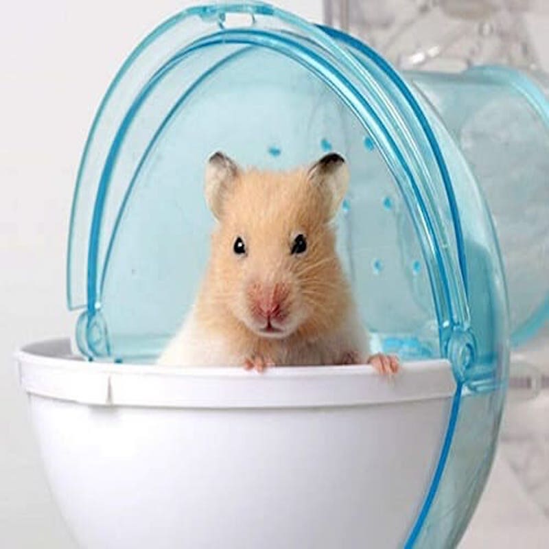 cách tắm cho chuột hamster