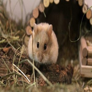 chuột hamster có lây bệnh cho người không