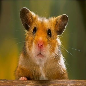 chuột hamster có lây bệnh cho người không
