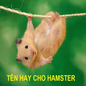 đặt tên cho chuột hamster