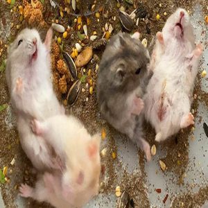 tại sao chuột hamster dễ chết