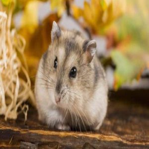 tuổi thọ của chuột hamster